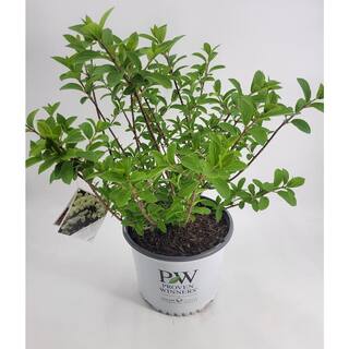 BELL NURSERY 3 Gal. Bobo Hydrangea (Paniculata) Live Flowering Shrub with White to Pink Flowers PWHYD3BOB1PK