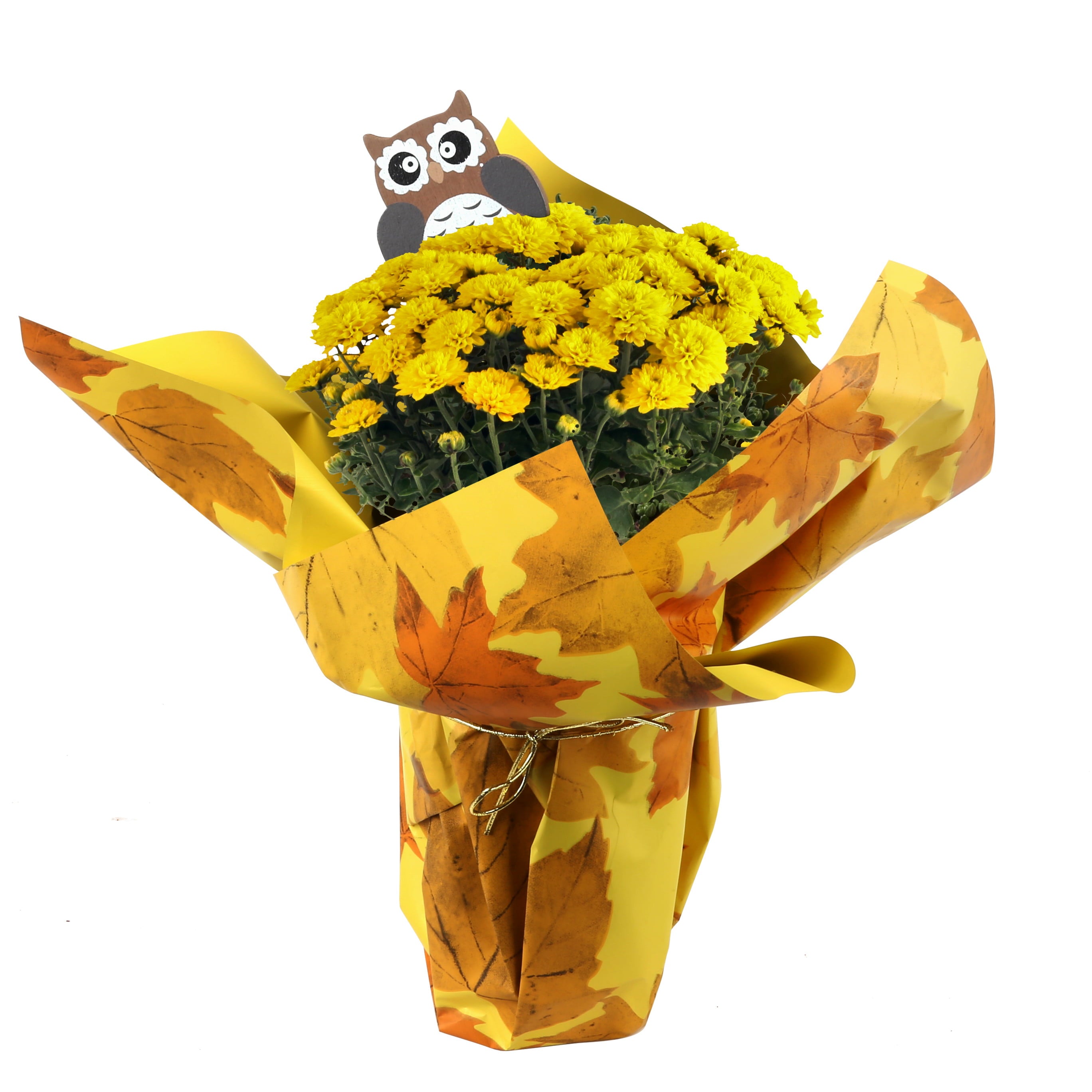 Costa Farms Live Indoor 11in. Tall Yellow Mums; Bright， Direct Sunlight Plant in 4in. Gift Wrap， 4-Pack