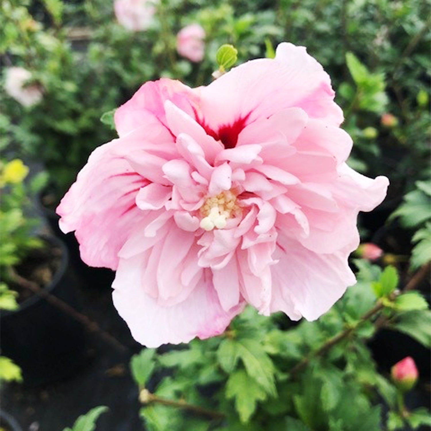 Strawberry Smoothie Rose of Sharon Althea Deciduous Flowering Shrub， grown in a 2.25 Gallon Pot (1-Pack)