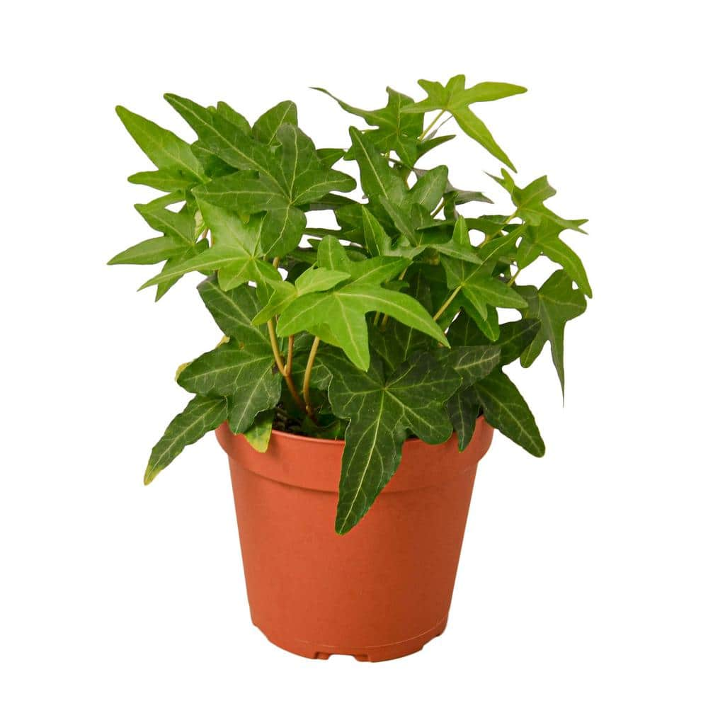 English Ivy Green California (Hedera helix) Plant in 4 in. Grower Pot 4_IVY_GREEN