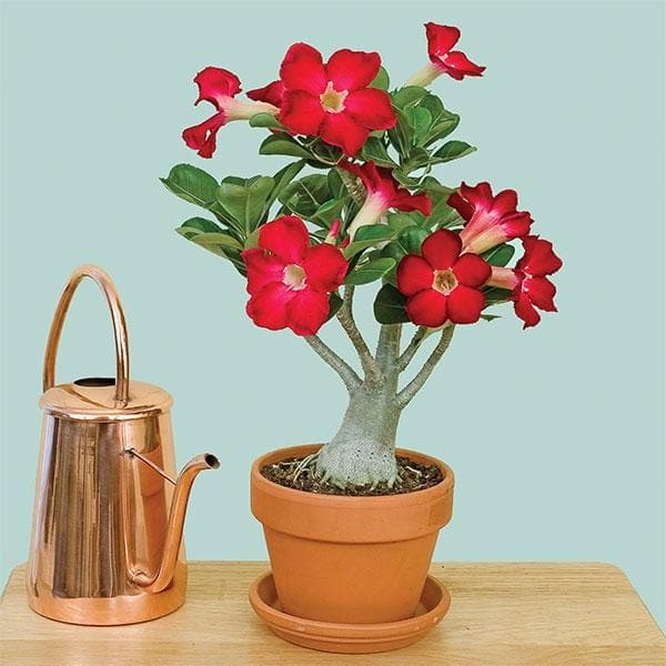 Adenium Plant, Desert Rose (Red) - Plant