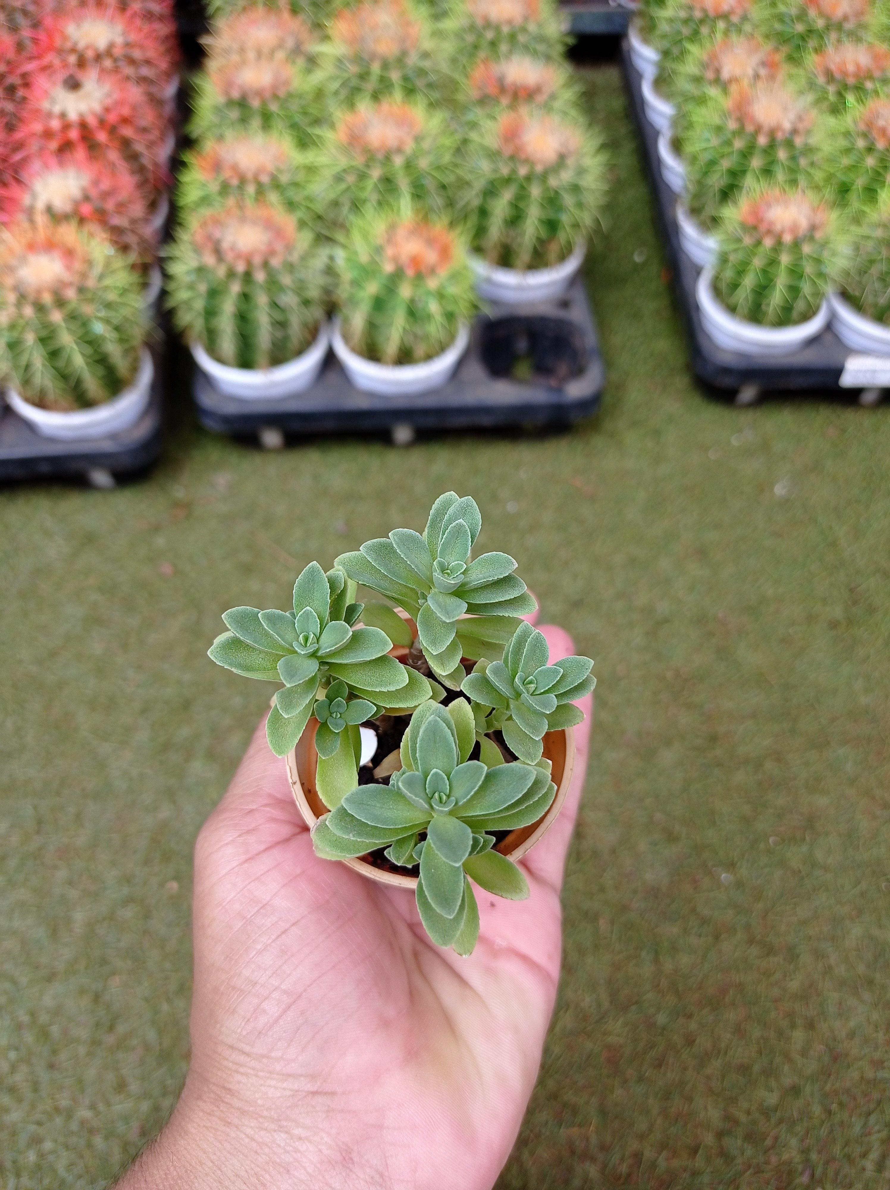 Coleus Coerulescens Small Succulent Plant