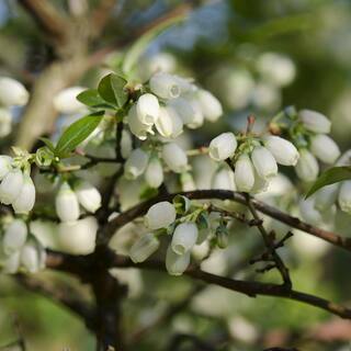 1 Gal. Cross Pollinating Blueberry Plants Pack (3-Pack) THD00613