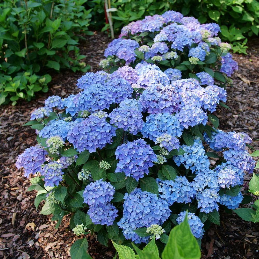 PROVEN WINNERS 4.5 in. qt. Let's Dance Lovable Bigleaf Hydrangea (Macrophylla) with Pink Purple and Blue Flowers HYDPRC2577800