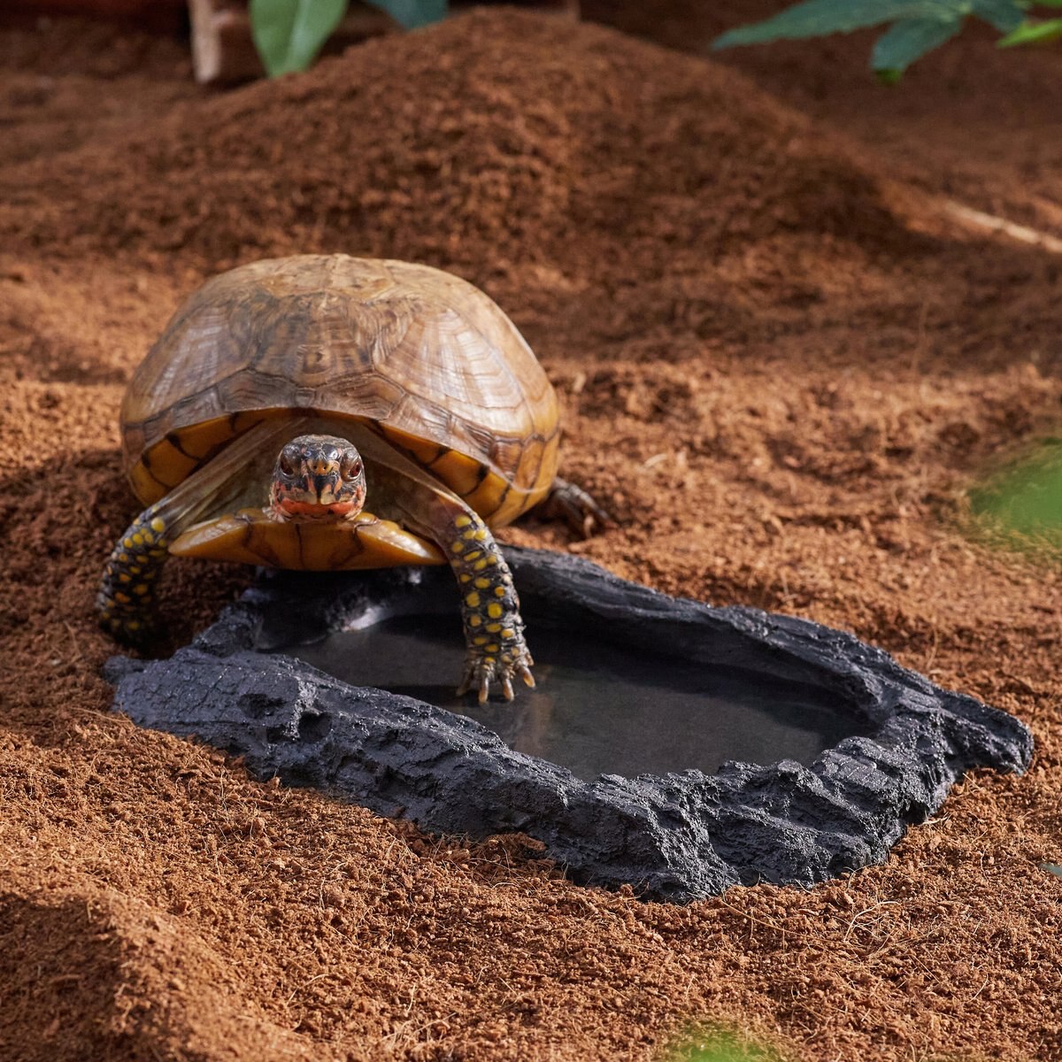 CC Pet Hickory Hollow Reptile Bowl