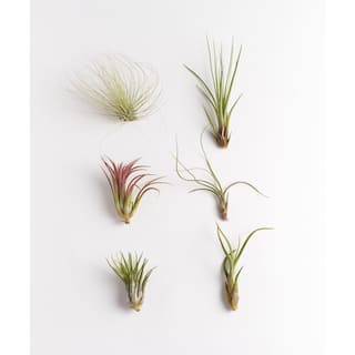 Shop Succulents Unique Air Plant (6-Pack) 6-AIRP-UNIQ-MED