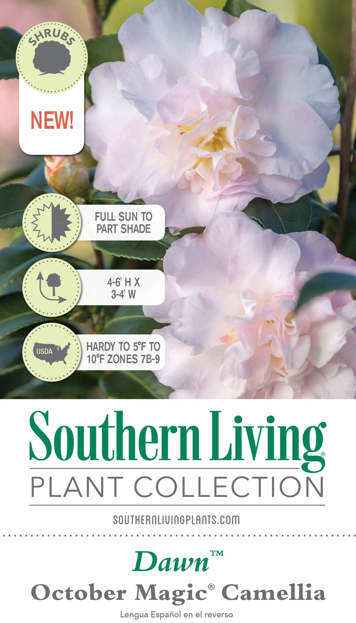 October Magic Dawn Camellia (2 Gallon) Flowering Evergreen Shrub with Pink and White Blooms - Full Sun to Part Shade Live Outdoor Plant - Southern Living Plant Collection