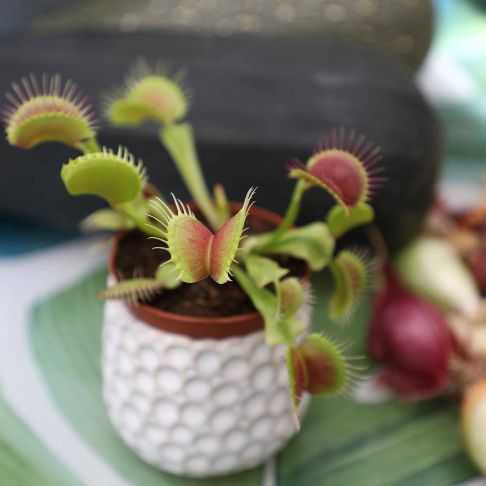 ALTMAN PLANTS 3 in. Venus Fly Trap 0881351