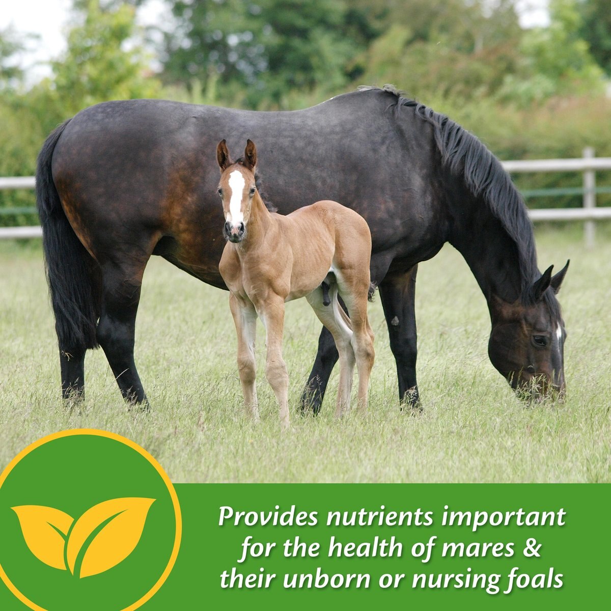 Farnam Mare Plus Gestation and Lactation Nutritional Pellets Horse Supplement