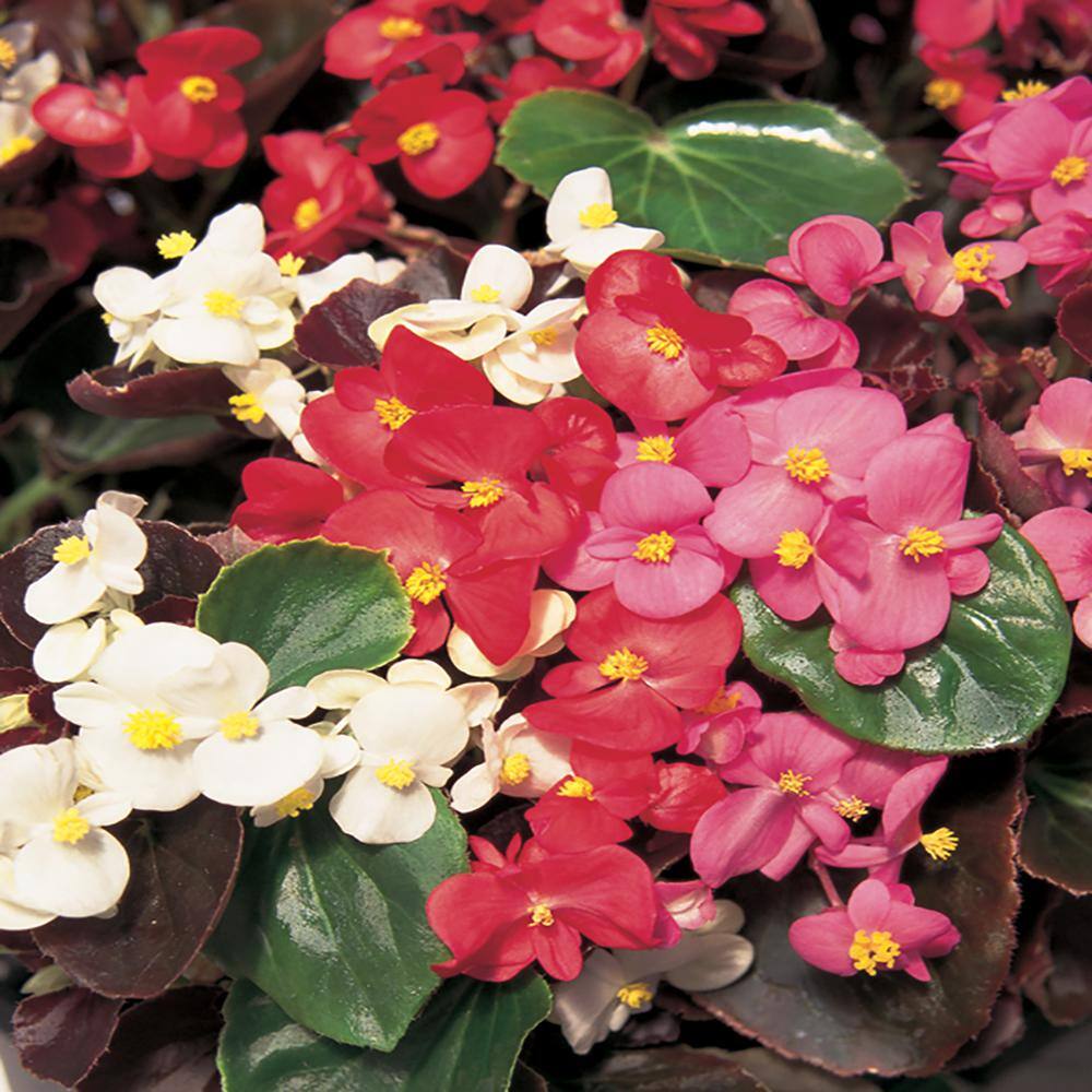 10 in. Mixed Begonia Plant (12-Pack) 1451