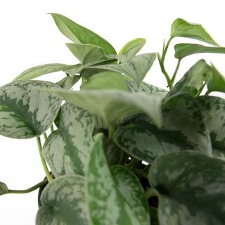 national PLANT NETWORK 6 in. Devil's Ivy Silver Satin Pothos Plant in Grower Pot HD7207