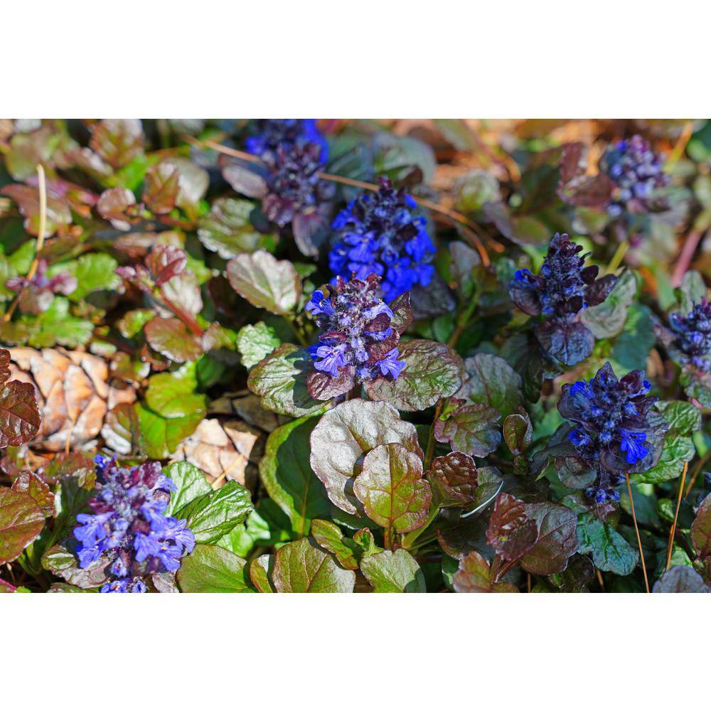 BELL NURSERY 4 in. Bugleweed (Ajuga) Live Perennial Groundcover Plant (6-Pack) AJUGA4BRZ6PK