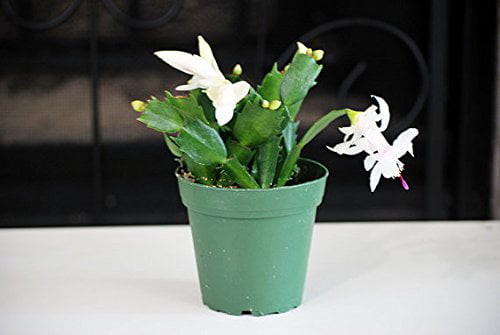 9GreenBox - White Christmas Cactus Plant - Zygocactus - 4