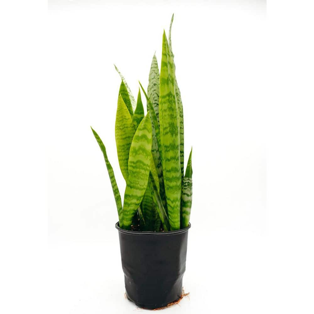 Vigoro 1 Gal. Sansevieria Trifasciata Live Indoor Snake Plant 29574