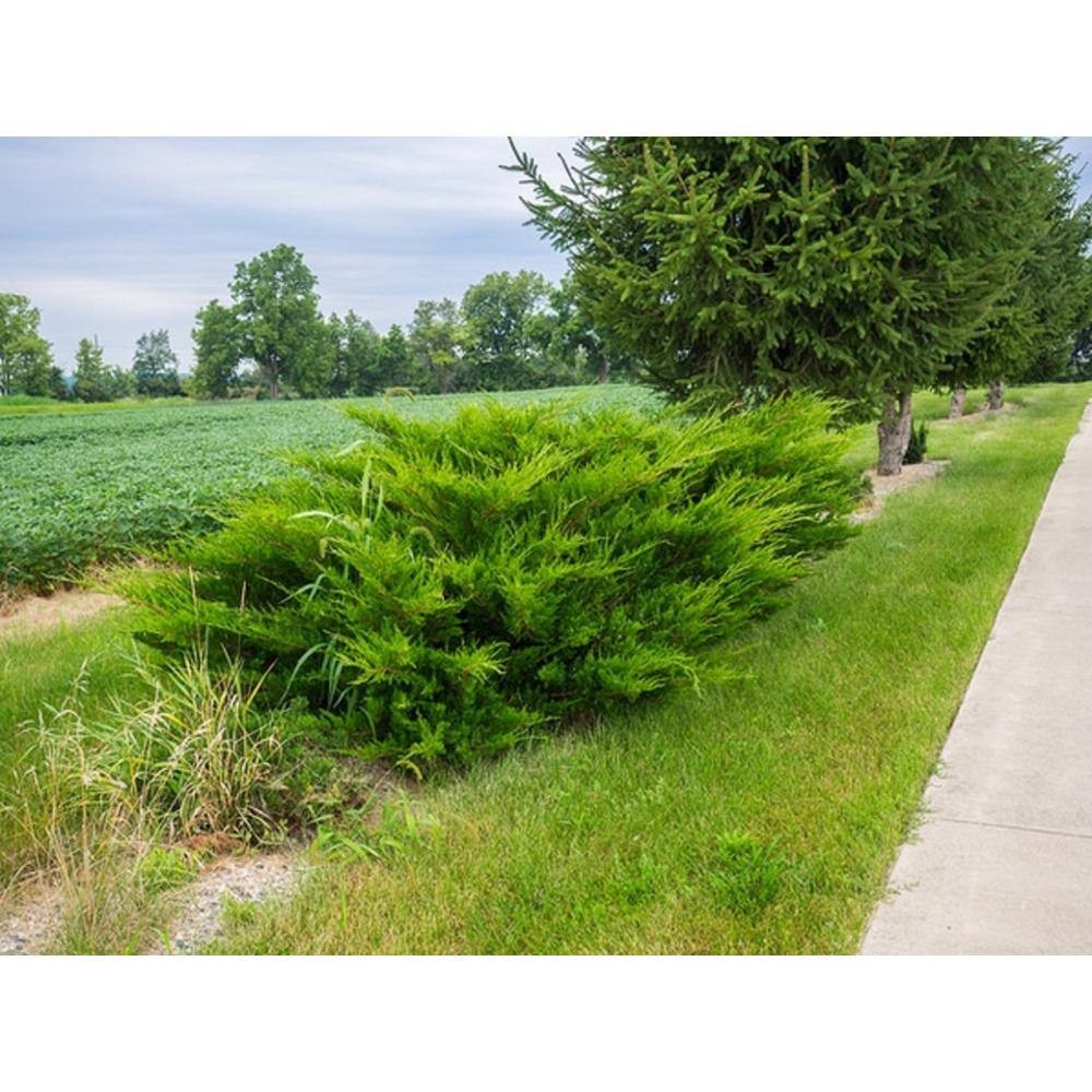 2.5 Qt. Sea Green Juniper Live Shrub with Bright Green Foliage O488001