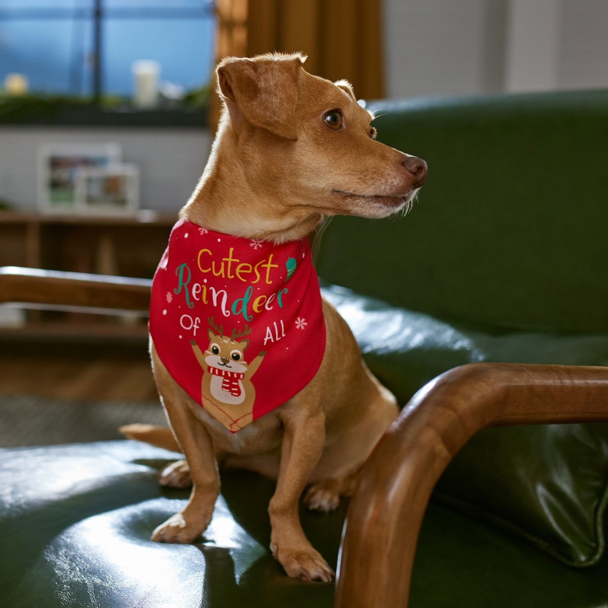 Frisco Cutest Reindeer of All Dog and Cat Bandana