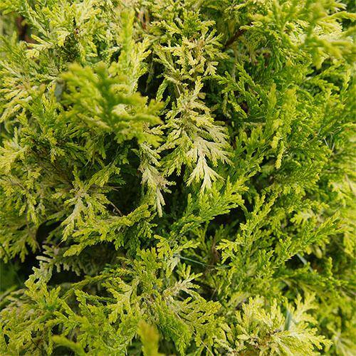 PROVEN WINNERS 2 Gal. Soft Serve Gold False Cypress Shrub with Yellow-Gold Foliage 17518