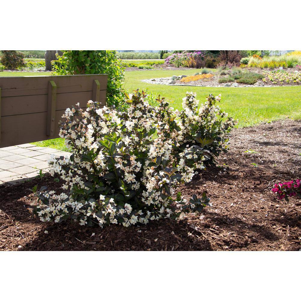 BLOOMIN' EASY 2 Gal. Tuxedo Weigela Live Shrub Pure White Flowers DGWE6095