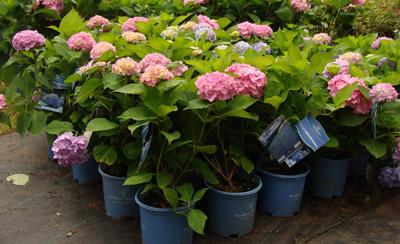 Endless Summer Hydrangea Shrub - Giant Blooms from Spring until Fall - Cannot Ship to AZ