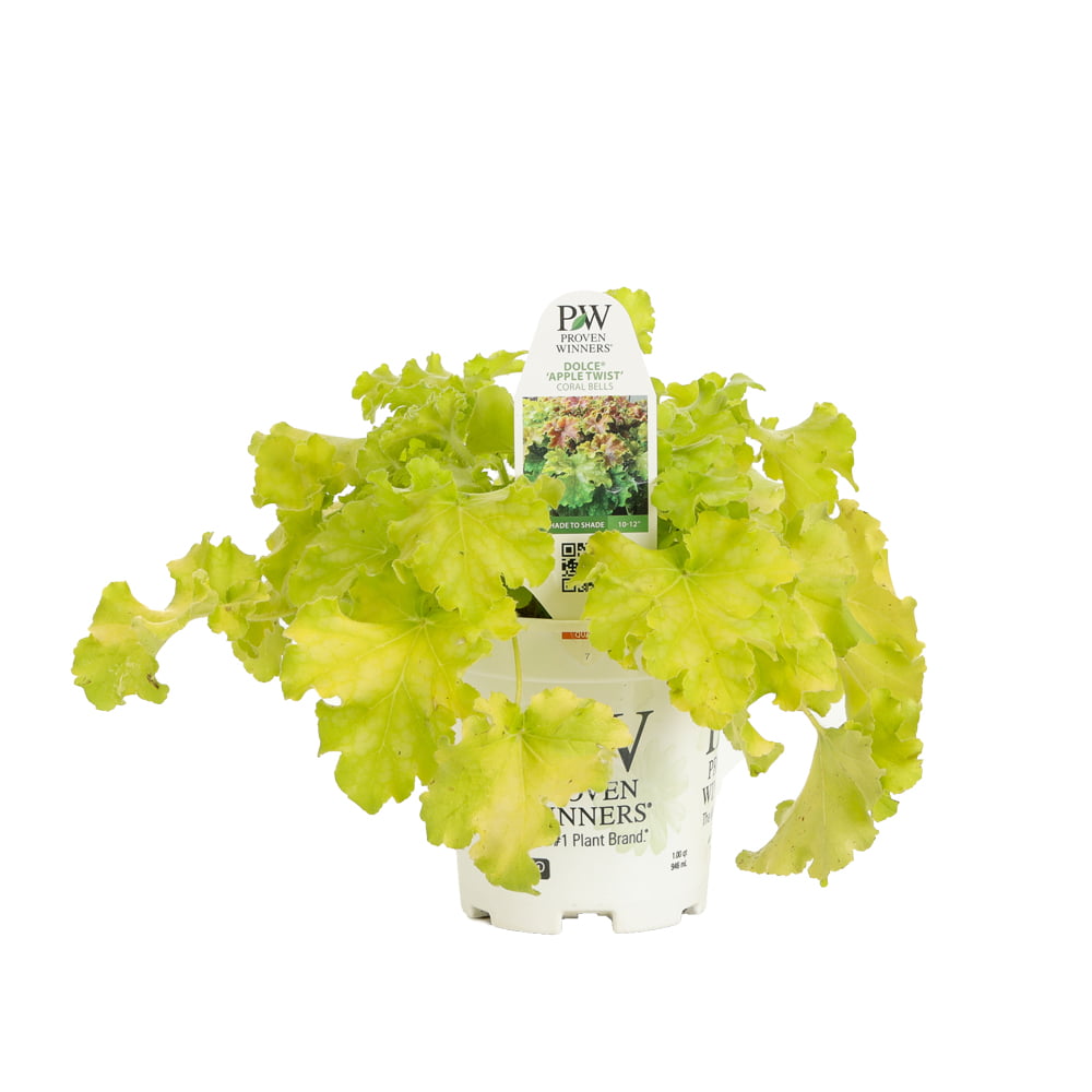 4.5 in. Qt. Dolce Apple Twist Coral Bells (Heuchera) Live Plant， White Flowers and Yellow to Green Foliage