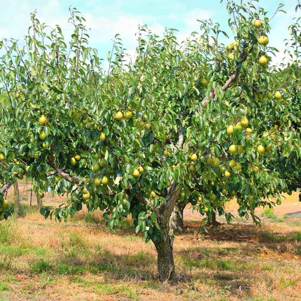 Bartlett Pear Tree