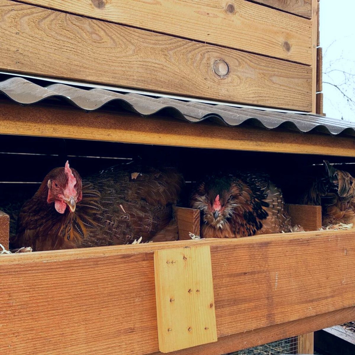 Scratch and Peck Feeds Cluckin' Good Organic Cracked Corn Poultry Treats