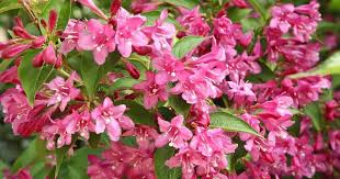 Pink Weigela Tree