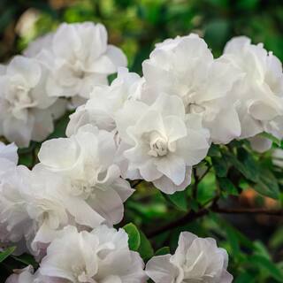 national PLANT NETWORK 2.25 Gal. Azalea Hardy Gardenia Flowering Shrub with White Blooms HD7039