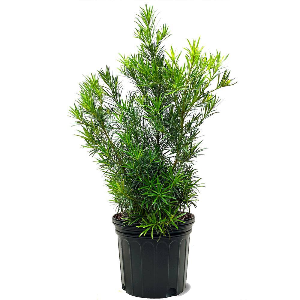 #1 Windmill Palm (2-Pack) THD00097