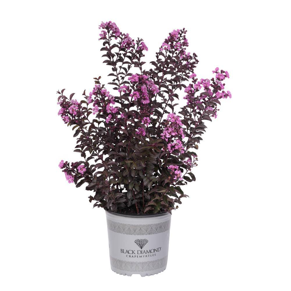 BLACK DIAMOND 2 Gal. Purely Purple Deciduous Crape Myrtle Tree 19057