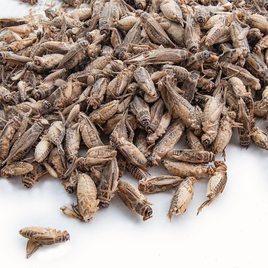 Fluker's Freeze-Dried Crickets Reptile Treats