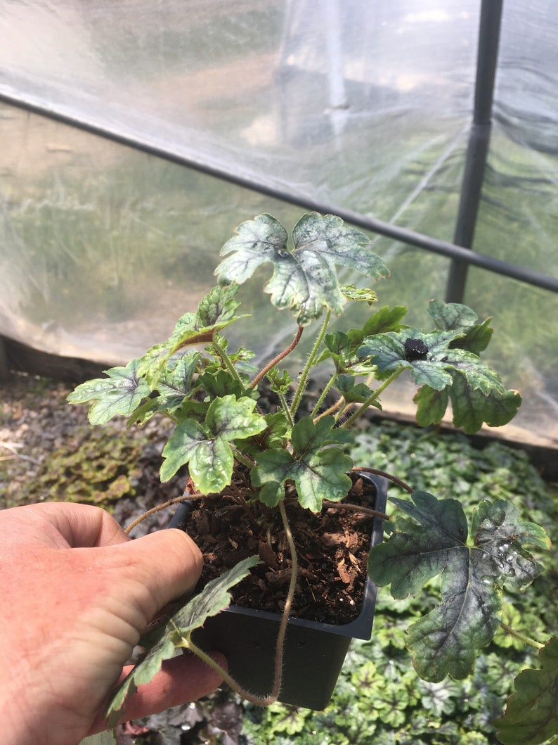 3 Tapestry Heucherella in 3.5 inch pots