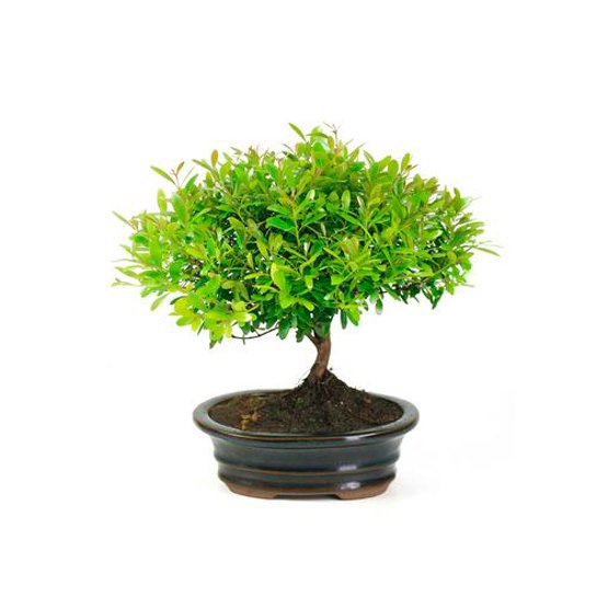 Live Plant Bonsai Syzygium Buxifolium