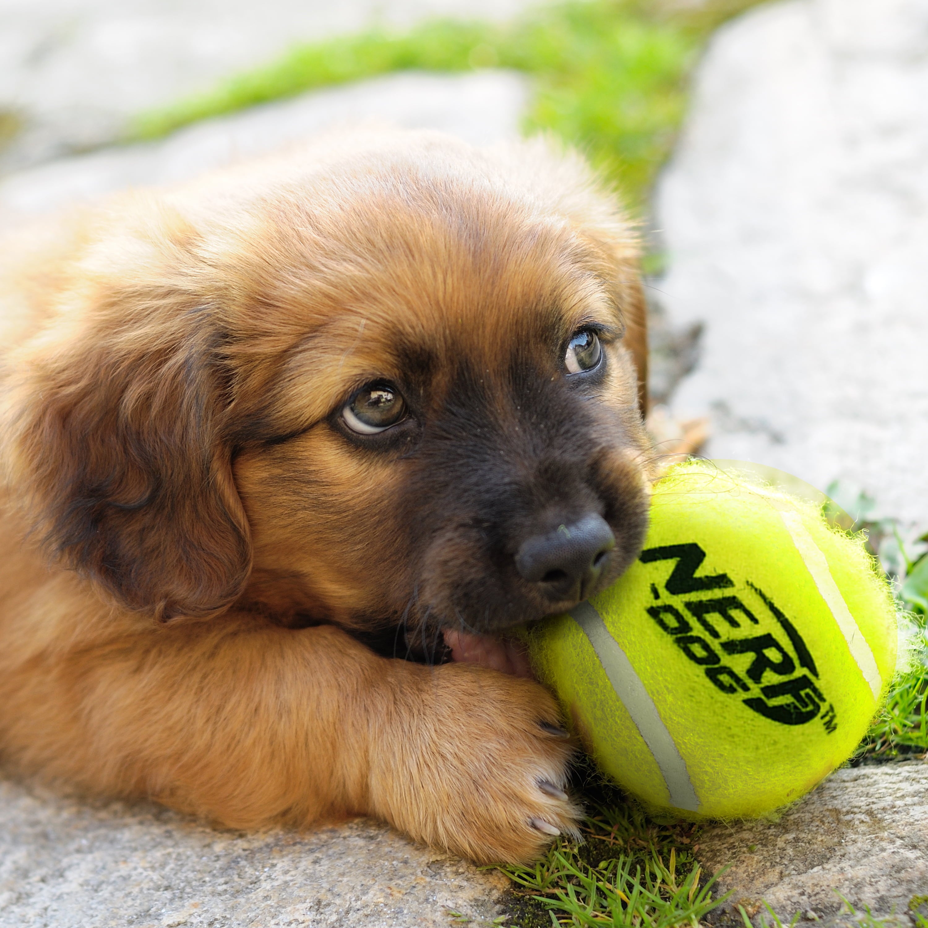 Nerf Dog 2” Squeak Tennis Ball Dog Toy 4-Pack