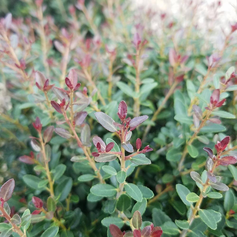 FLOWERWOOD 2.5 Gal - Bordeaux Yaupon Holly(Ilex) Live Evergreen Shrub Burgundy-Red New Foliage 31623FL