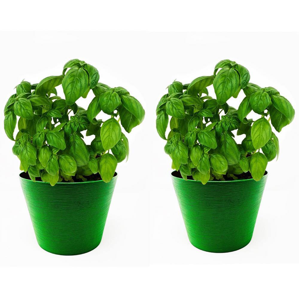 Pure Beauty Farms 1.5 Qt. Herb Plant Italian Basil in 6 In. Deco Pot (2-Plants) DC6HERBBASIL2