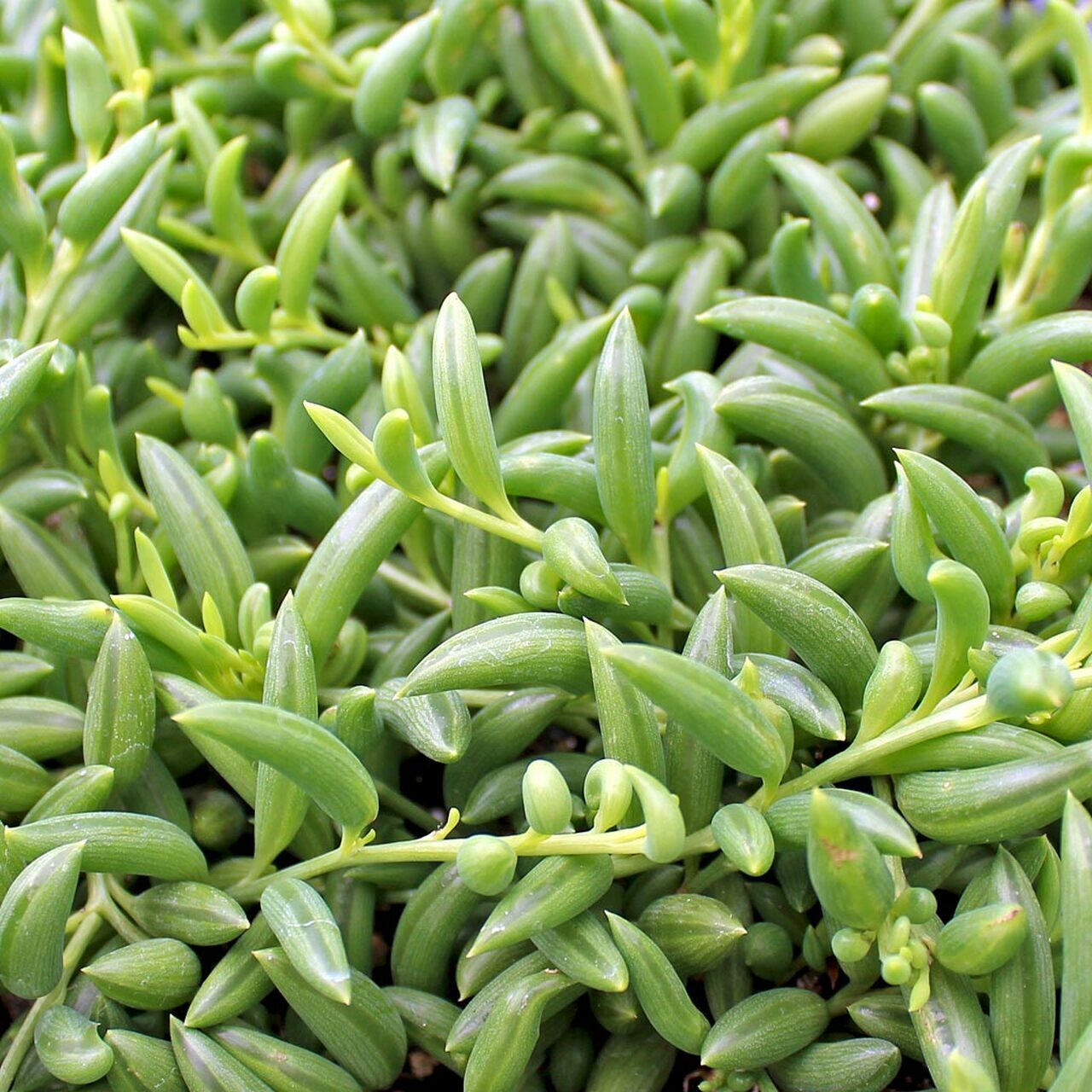 Senecio radicans - String of Bananas Succulent Plant