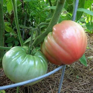 Bonnie Plants 19 oz. German Queen Heirloom Tomato Plant 1003800689
