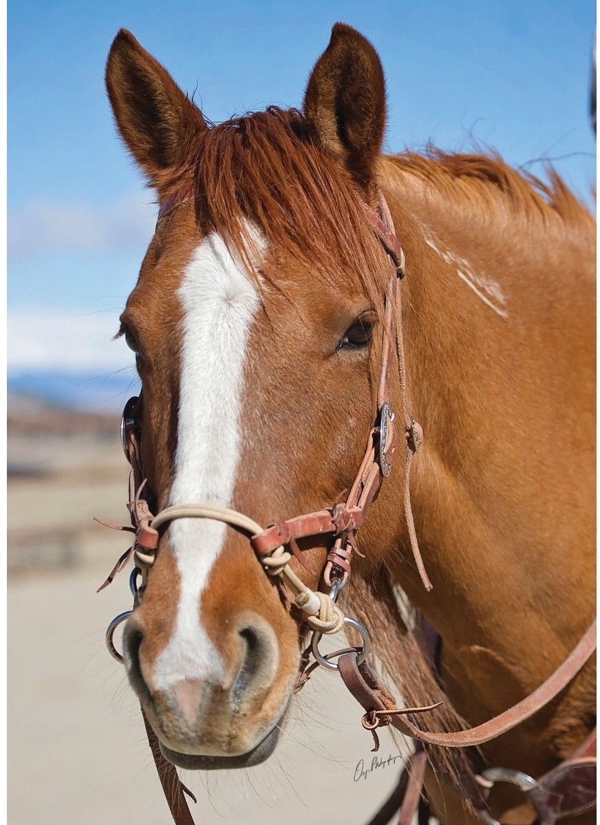 Weaver Leather Justin Dunn Bitless Horse Bridle