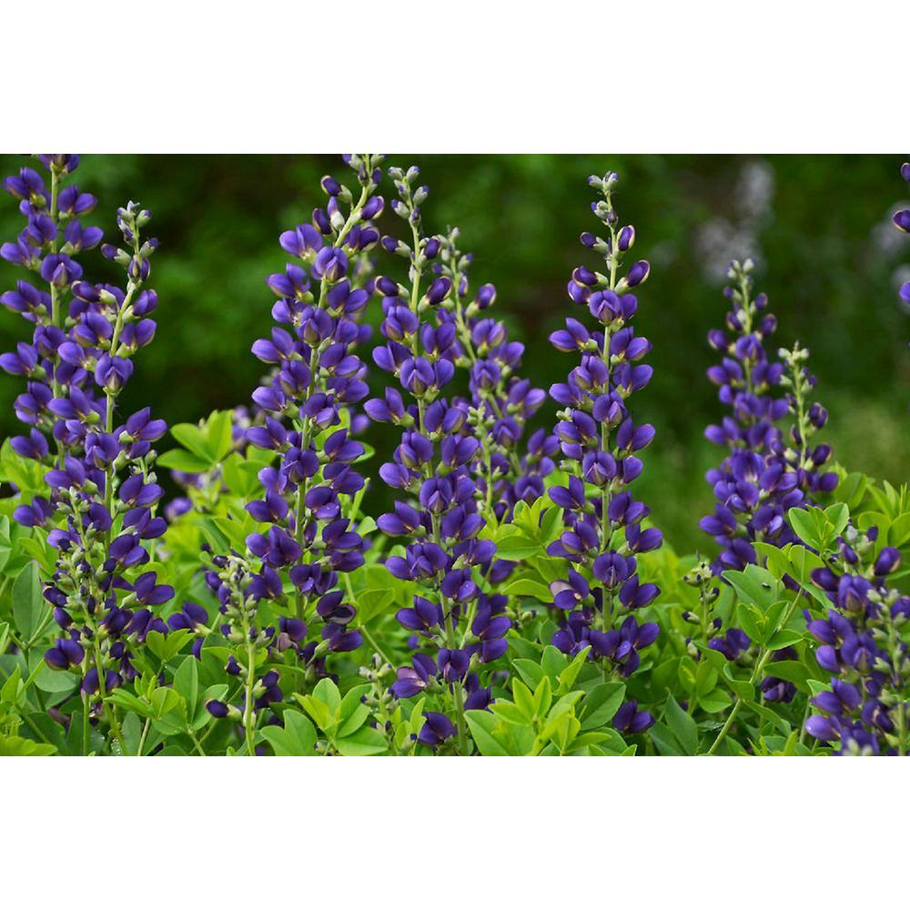 PROVEN WINNERS 3 Gal. Sparkling Sapphires Baptisia Live Perennial Plant (1-Pack) BAPTI3SAP1PK