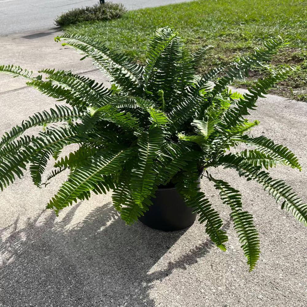 OnlinePlantCenter 3 Gal. Macho Fern (Nephrolepis) Plant in 10 in. Black Nursery Pot FERN0011G3