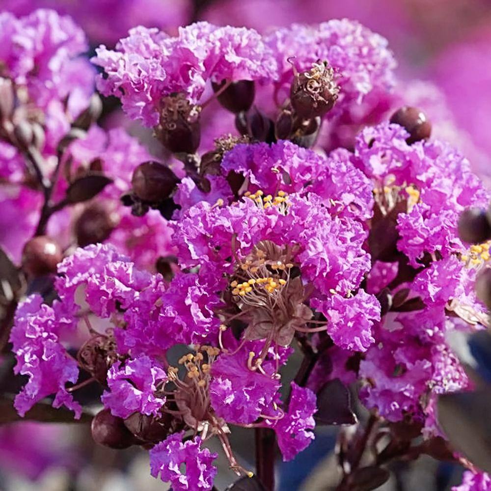 BLACK DIAMOND 3 Gal. Purely Purple Crape Myrtle Tree CRMBPP03G