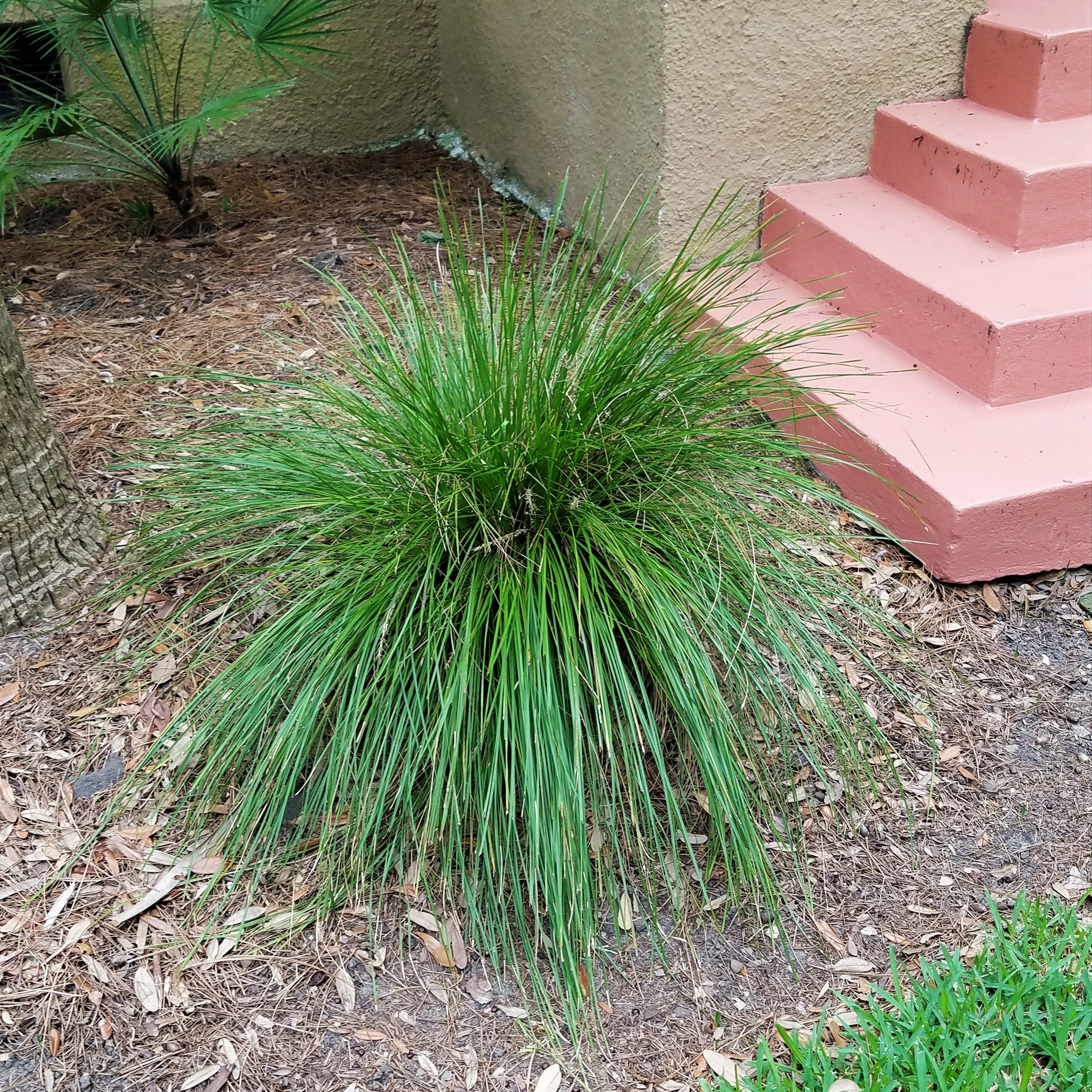 Breeze Lomandra (2.5 Quart) Evergreen Mid-Sized Ornamental Grass - Full Sun Live Outdoor Plant