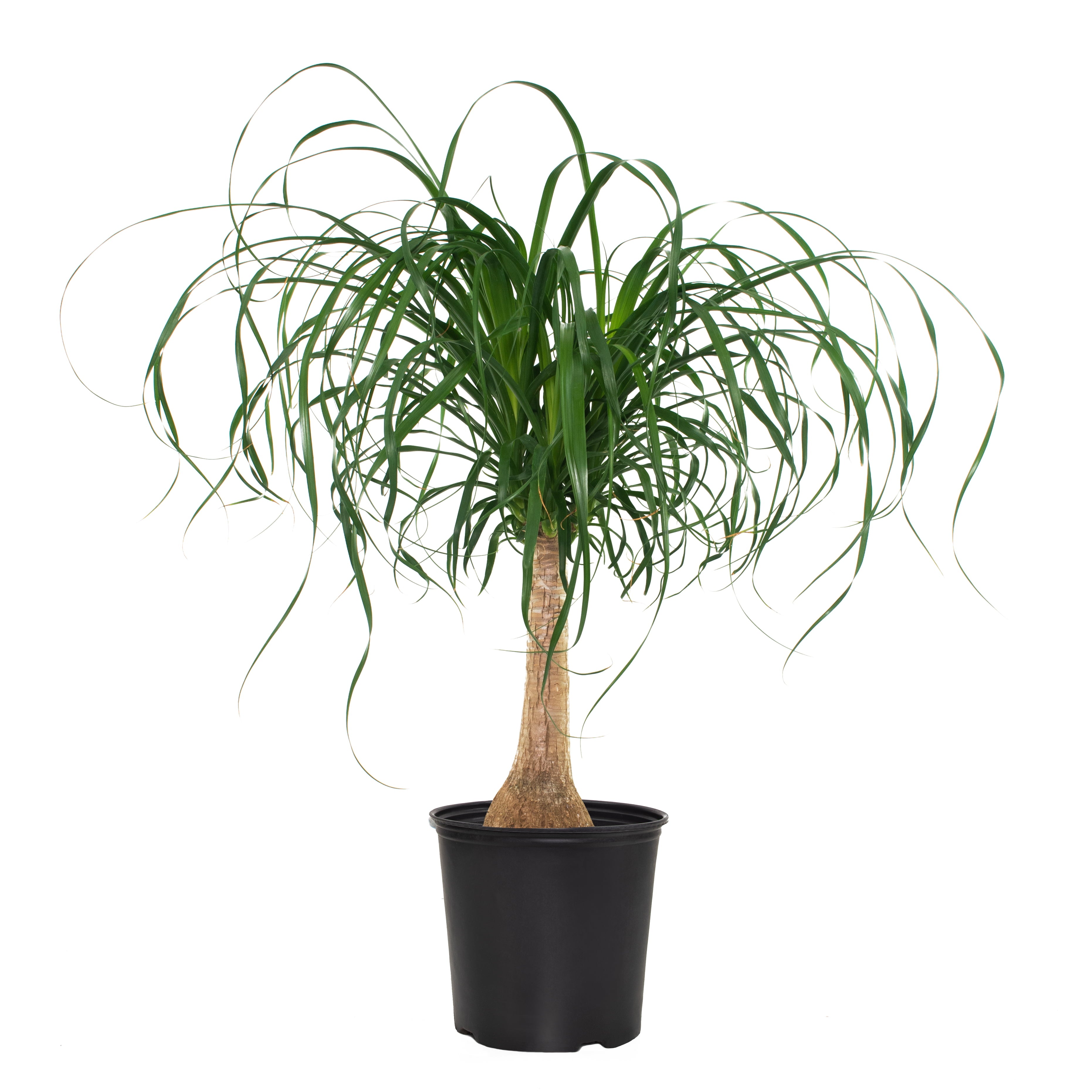 10 In. Ponytail Palm Houseplant