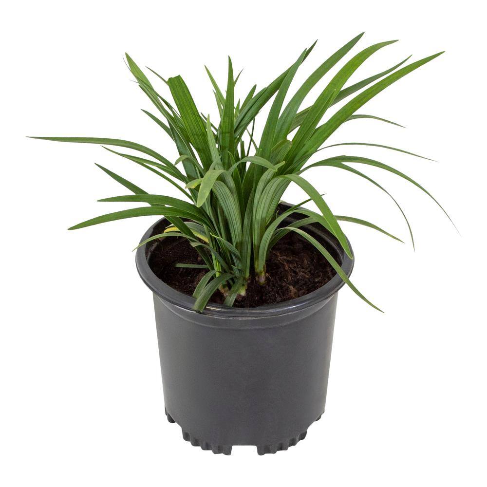 ALTMAN PLANTS 1 Gal. Liriope Super Blue Shrub Plant 0881290