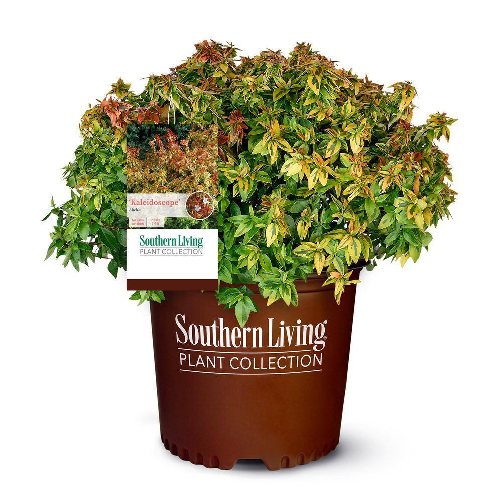 Southern Living 2 Gal. Kaleidoscope Abelia Flowering Shrub with White Blooms 14411