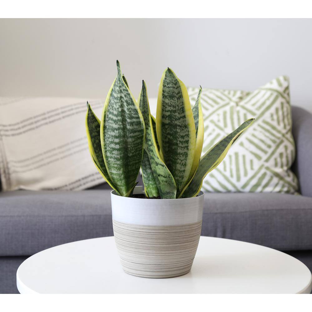 Costa Farms Grower's Choice Sansevieria Indoor Snake Plant in 6 in. Grower Pot Avg. Shipping Height 1-2 ft. Tall 6SANZ