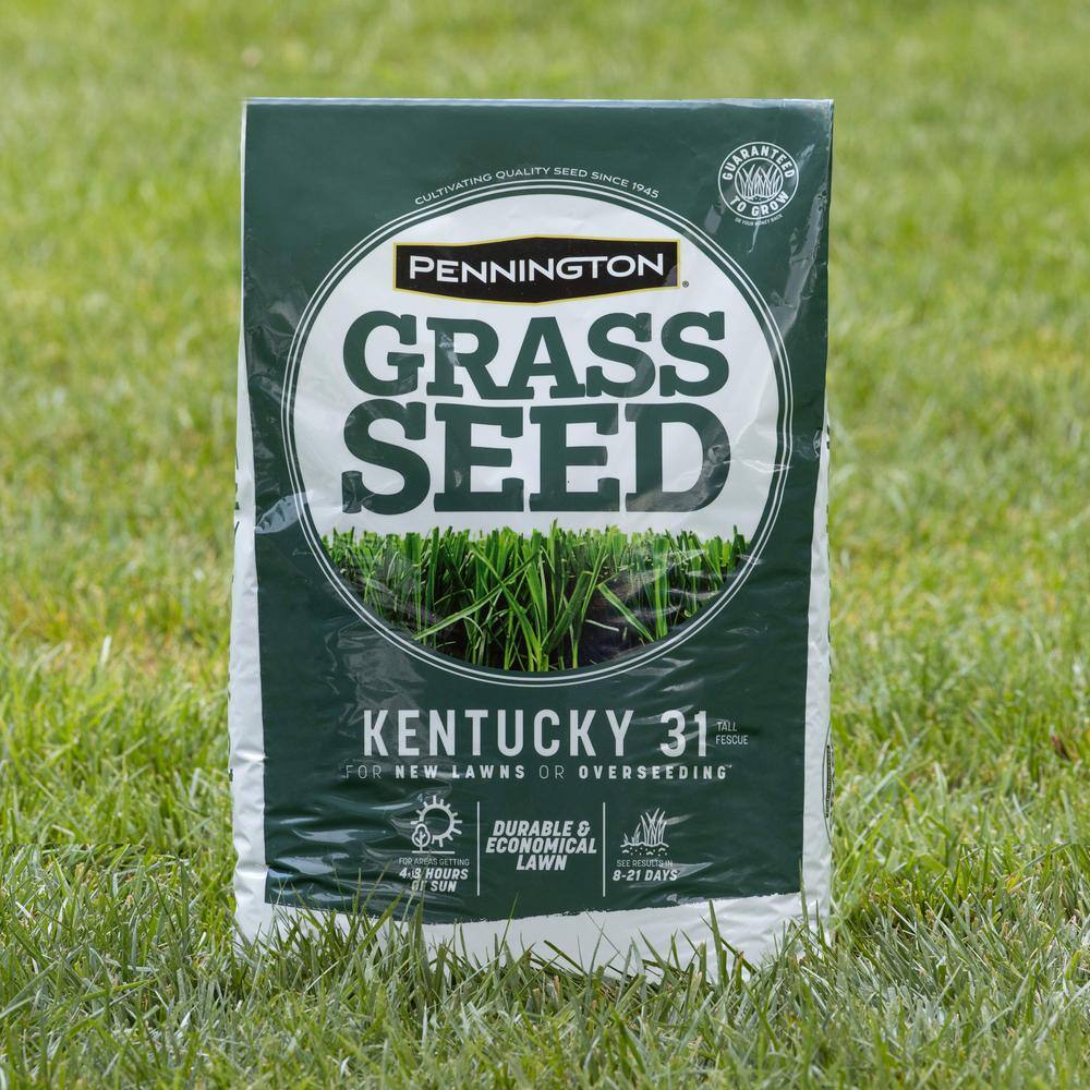 Pennington 20 lbs. KY 31 Fescue Grass Seed 100543701