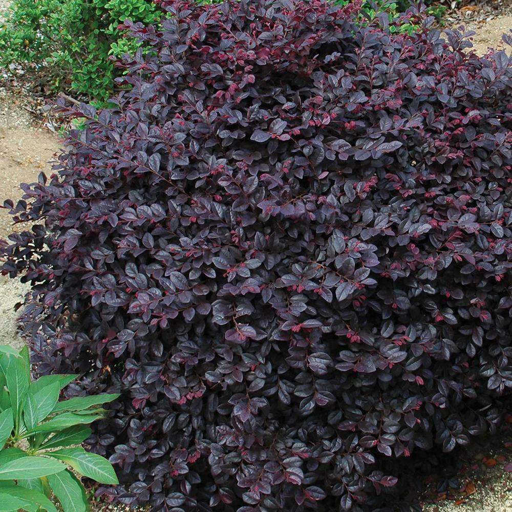 national PLANT NETWORK 3 gal. Loropetalum Cerise Charm Shrub with Red Flowers HD1809