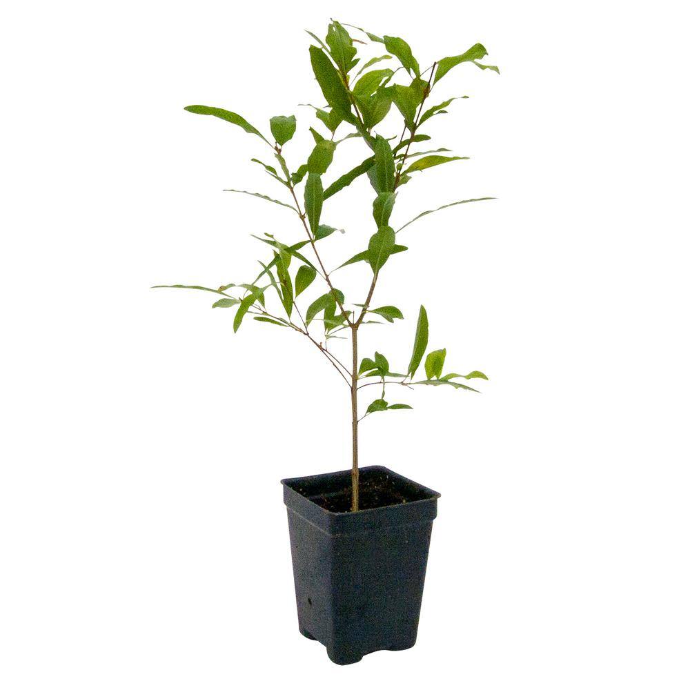 Gurney's Dwarf Pomegranate Starter Fruit Tree (1-Pack) 83896